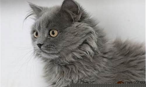 西安长毛蓝金价格_长毛蓝金渐层猫多少钱一只