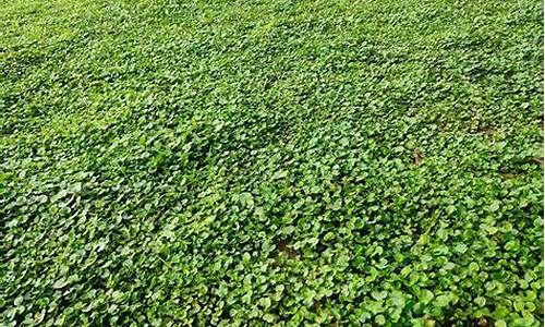 马蹄金草皮价格_景洪草坪马蹄金价格多少
