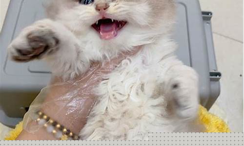 蓝金英国长毛猫价格_北京长毛蓝金价格
