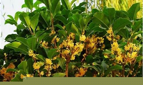 天津桂花油价格查询_天津哪里有卖桂花酱的